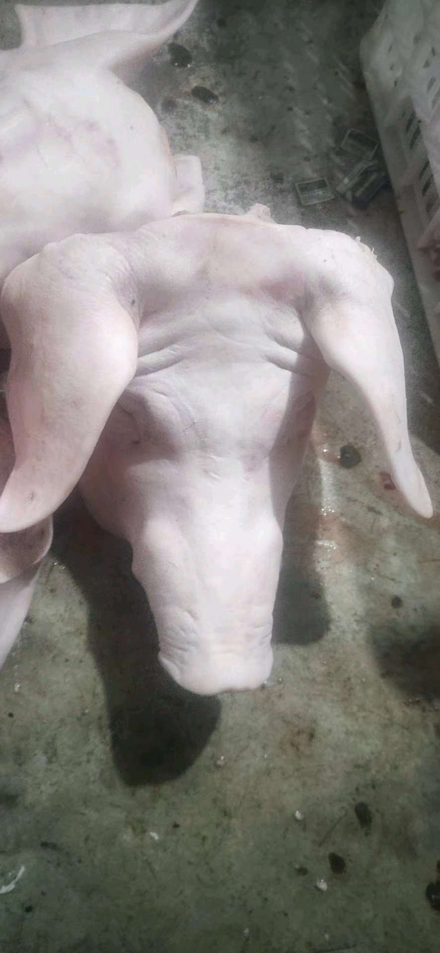 新鲜猪头 屠宰厂找分包老板