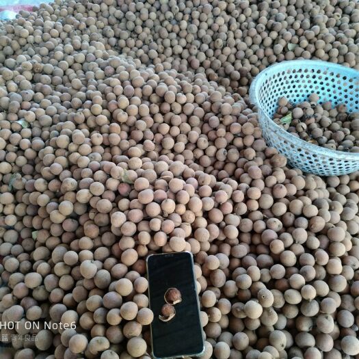 高州市储良桂圆干 带壳 18-24个月