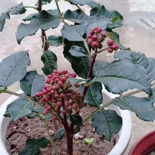 平邑县 大量出售优质无刺伏椒大红袍花椒苗