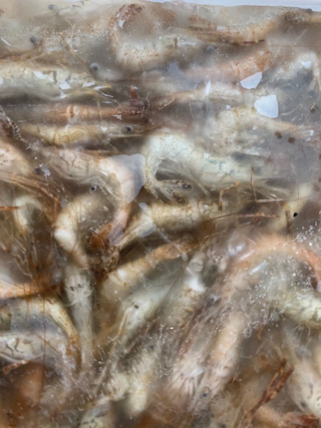 青虾 大量供应河虾，需要微聊