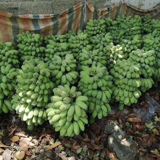 南宁小米蕉，西贡蕉，苹果蕉，红蕉，长期有货，大量供应，合作愉快