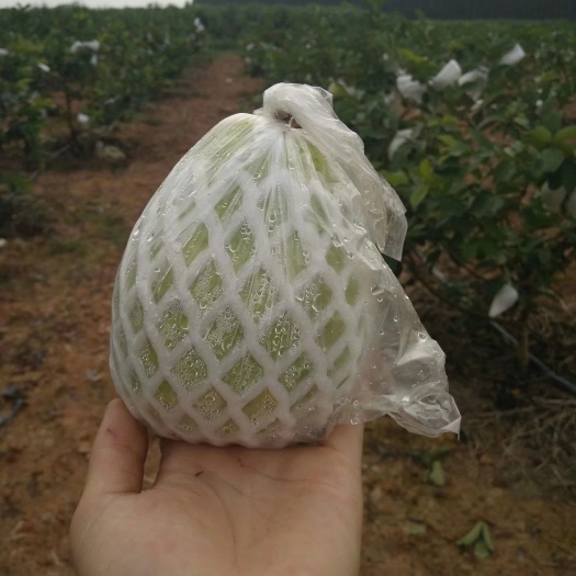 南宁 珍珠番石榴上市了