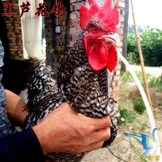 南宁 鸡苗黑芦花鸡汶上芦花鸡小鸡包运输疫苗注射质量保证技术指导