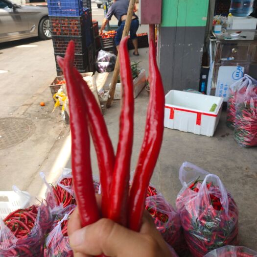 遵义 生态辣椒