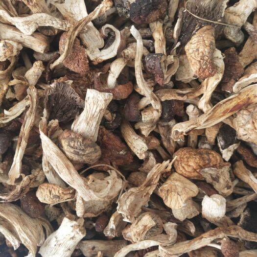 阿荣旗 赤松茸干货