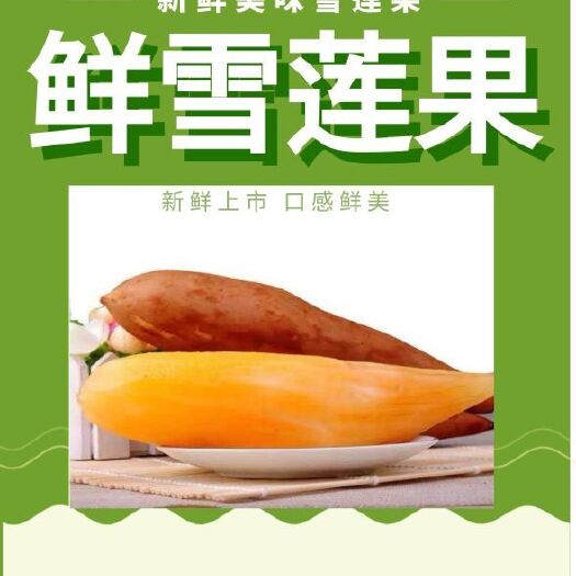 昆明雪莲果云南省主产区合作社寻求全国批发商电商一件代发社团购供货