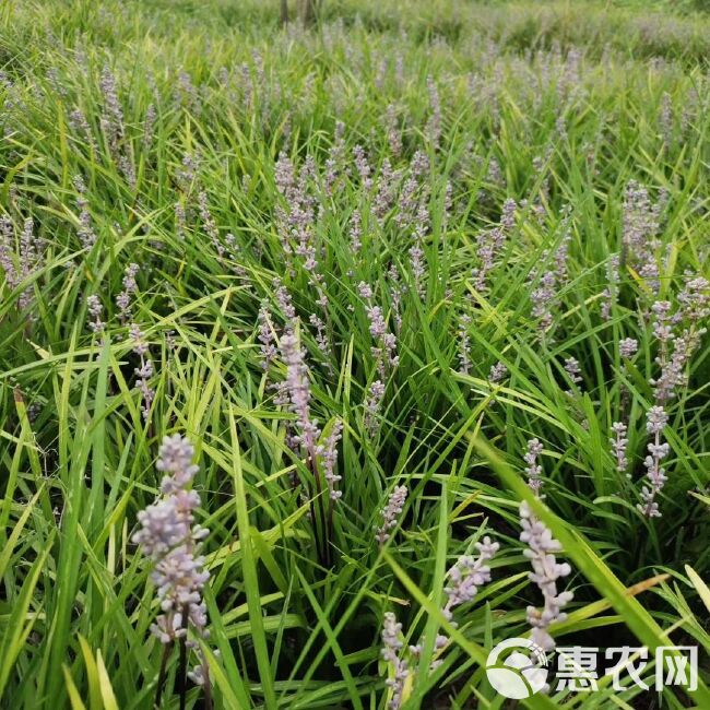  出售软叶吉祥草，精品软叶吉祥草