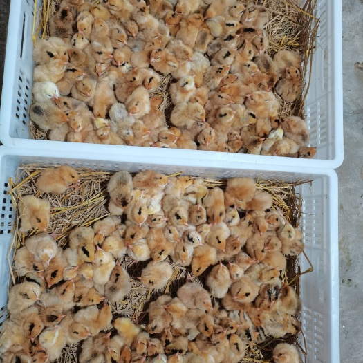 南陵县青脚土鸡苗（母苗）