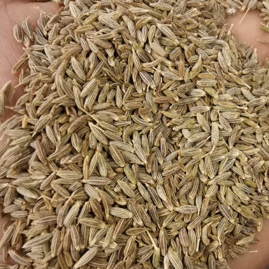 玉门市 全国孜然，茴番，香菜籽，爪子，枸杞子主产地，原产地一手货源