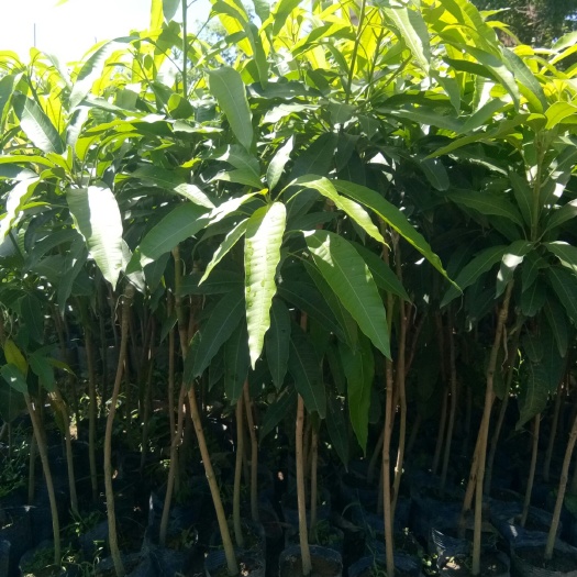 普宁市 良种嫁接四季芒果苗（6元棵）