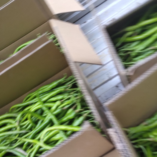 巫溪 没有打农药的辣椒