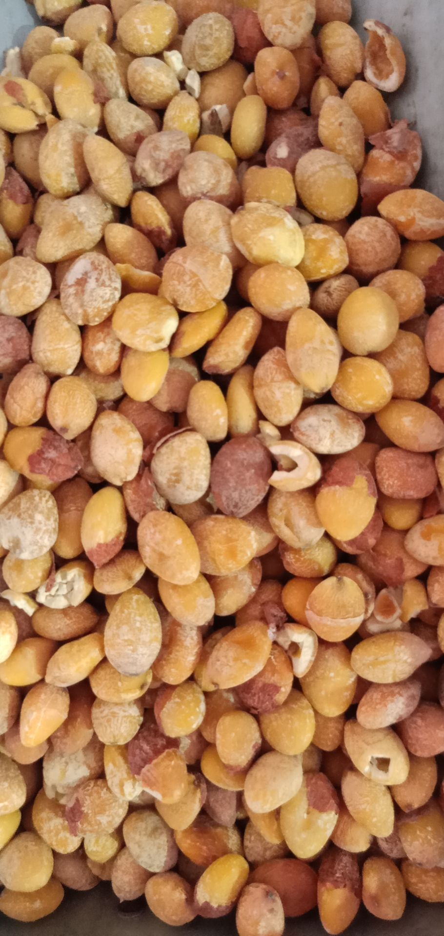 中药材白果又叫银杏果白果仁银杏果仁