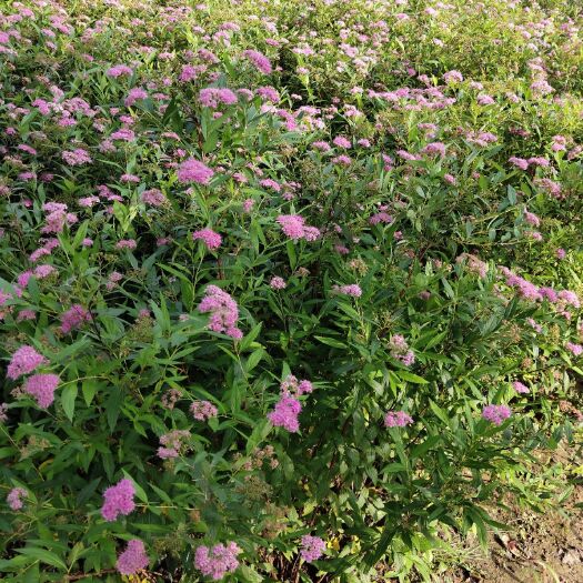 沭阳县红花绣线菊金山绣线菊金焰绣线菊绿叶绣线菊工程苗