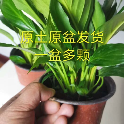 宿迁 白掌红掌一帆风顺水培土培绿植物除甲醛客厅办公室花卉净化 盆栽
