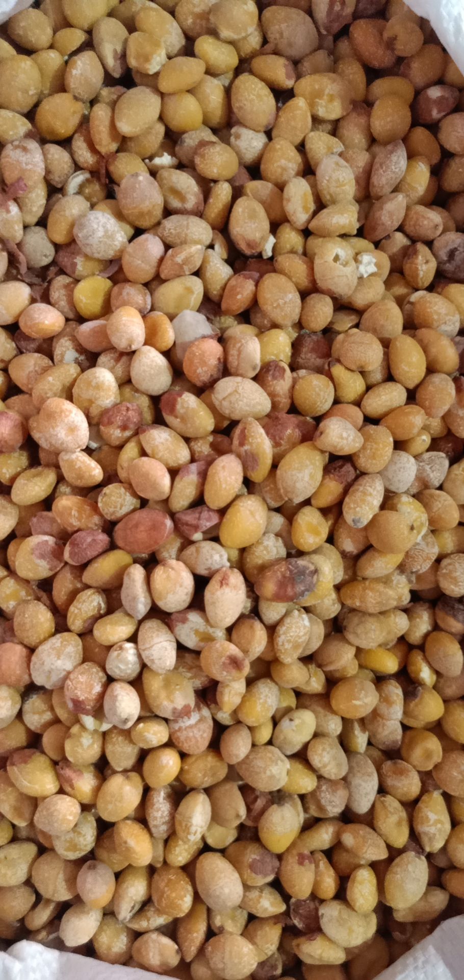 中药材白果又叫银杏果白果仁银杏果仁