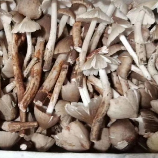 丽江鸡枞菌 出售新鲜鸡枞