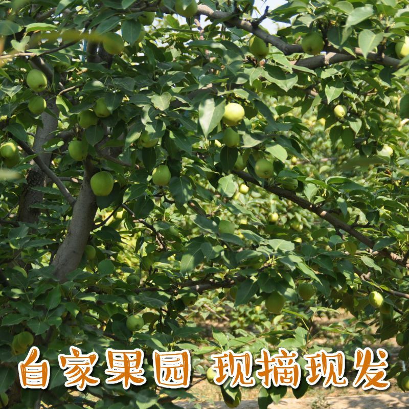 阳信早酥梨爆汁梨