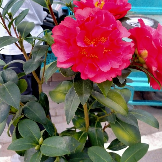 漳平市七芯茶花 夏日文清品种茶基地直销