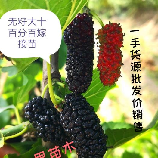 海宁市无籽大十果桑苗  青苗   大黑果，   嫁接苗现挖现卖，主