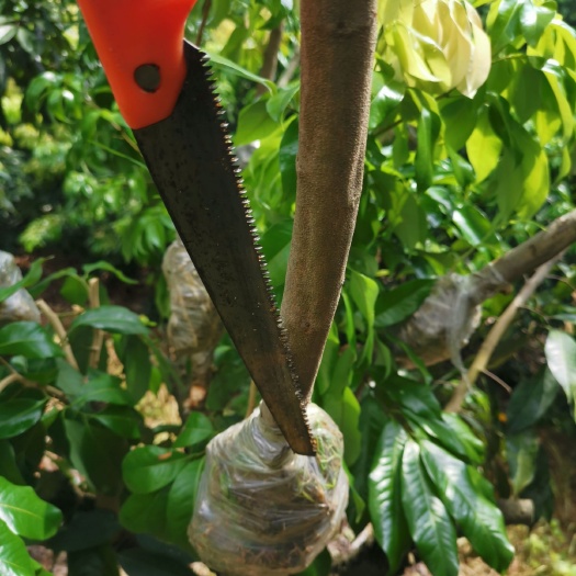 灵山县仙进奉荔枝苗 仙进奉圈枝苗