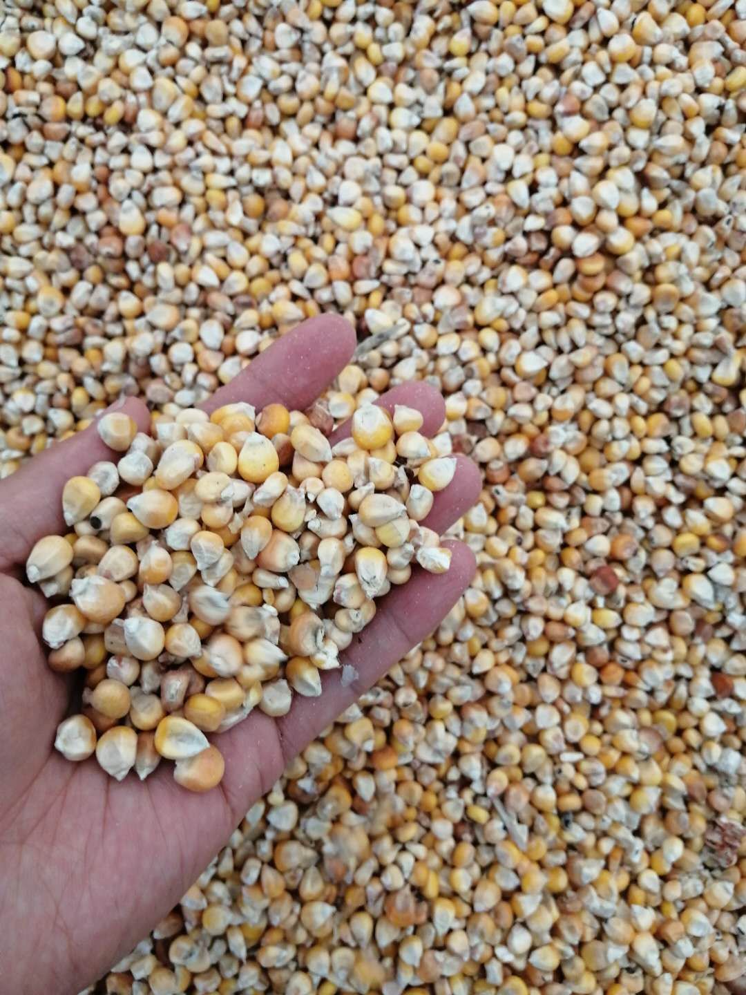 玉米粒 二等玉米