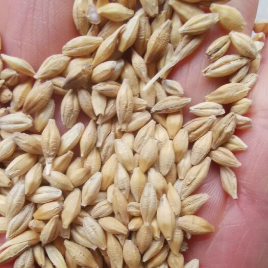 中牟县大麦，大量批发大麦，可做酒喂鸽子