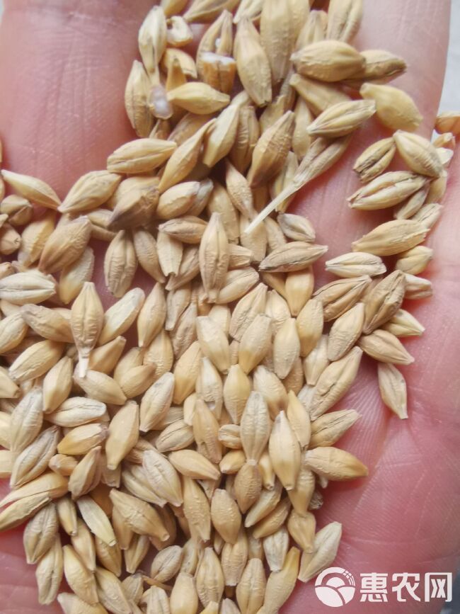 大麦，大量批发大麦，可做酒喂鸽子