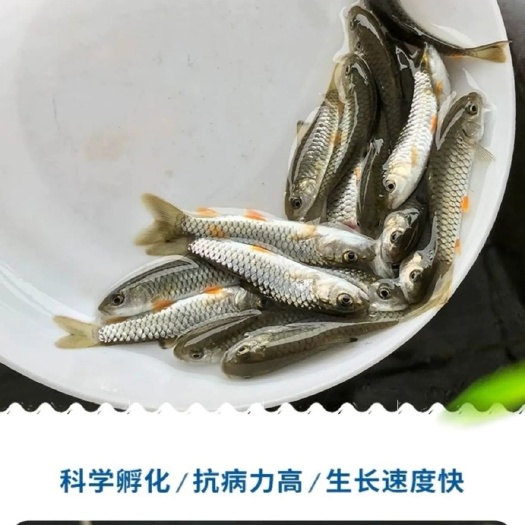 南宁倒刺鲃鱼苗  良种杂交快大鱼苗，青竹鲤苗，大 中 小规格均匀