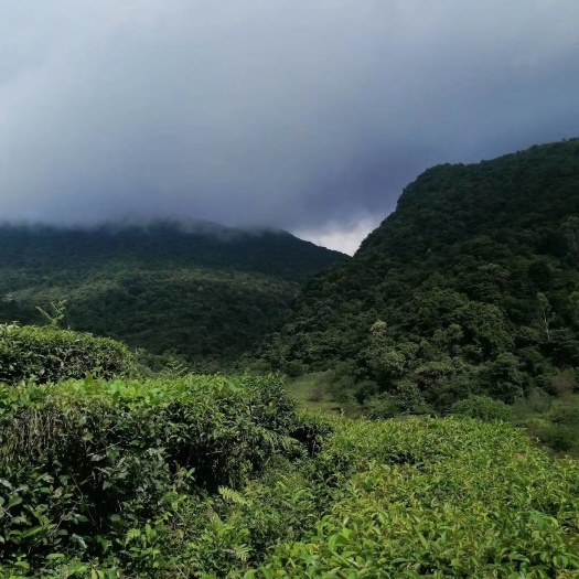 怀集县 广东怀集名茶！蓝钟岳山茶园，色香味巨全，有助消化，，提神