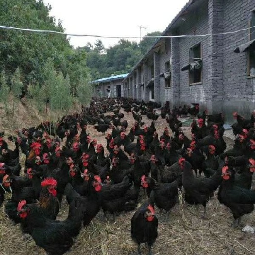 衡南县黑鸡苗黑土鸡苗黑羽蛋鸡苗黑羽红冠鸡苗 包出壳疫苗