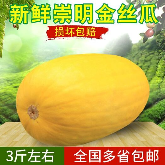 淮南金丝绞瓜  2023年新鲜蔬菜崇明特产黄金瓜 金丝搅瓜