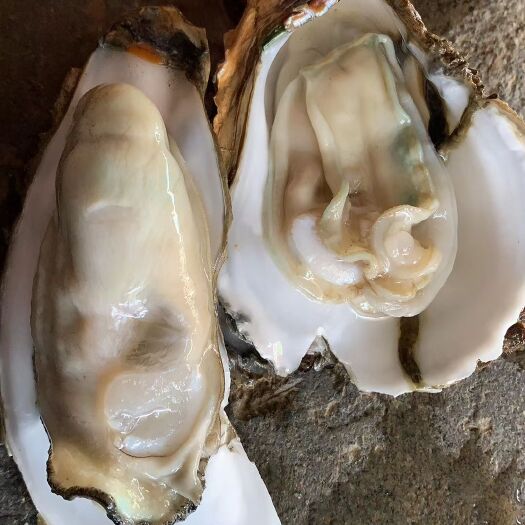 阳西县大亚湾生蚝 生蚝