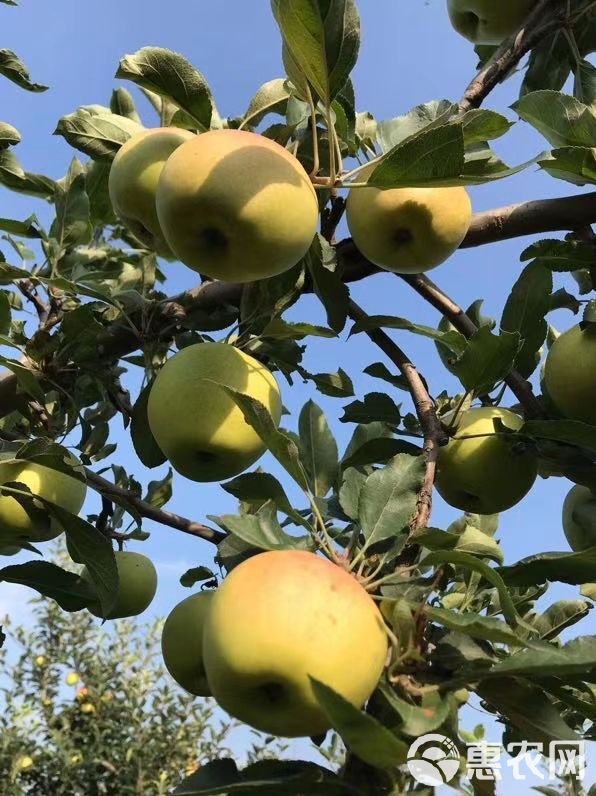 陕西脆甜青苹果65到73小果原产地直供