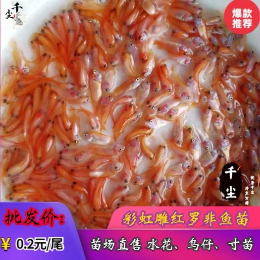 南宁红罗非鱼苗  养殖基地，直销红罗非，