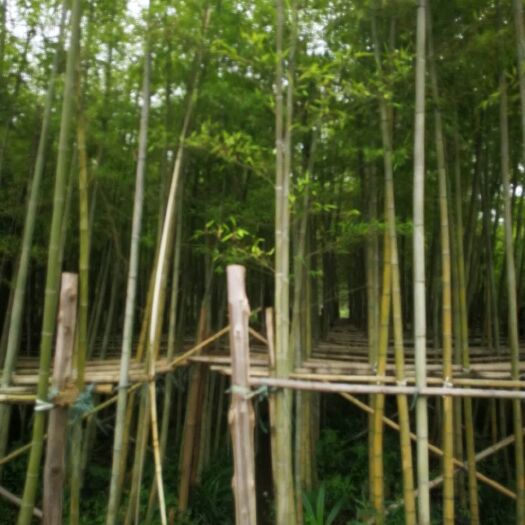 佛山 毛竹 4公分
