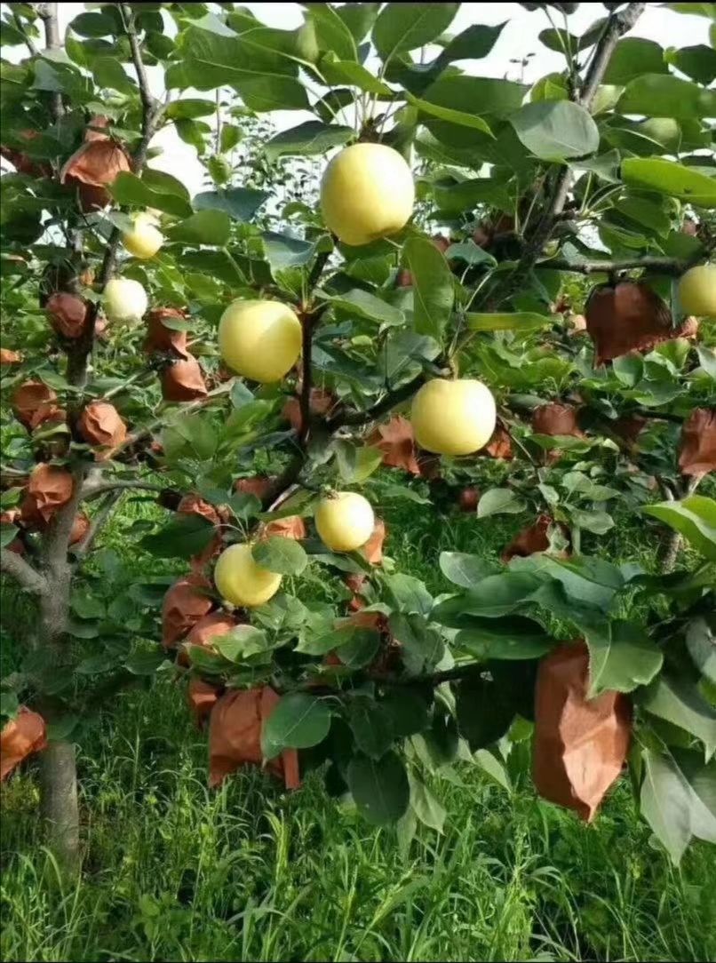  自家果园种植黄金梨、糖度12-14左右！大量供应！