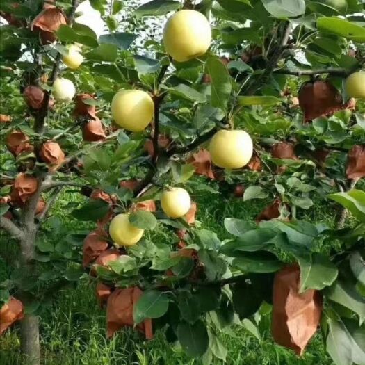 方城县 自家果园种植黄金梨、糖度12-14左右！大量供应！