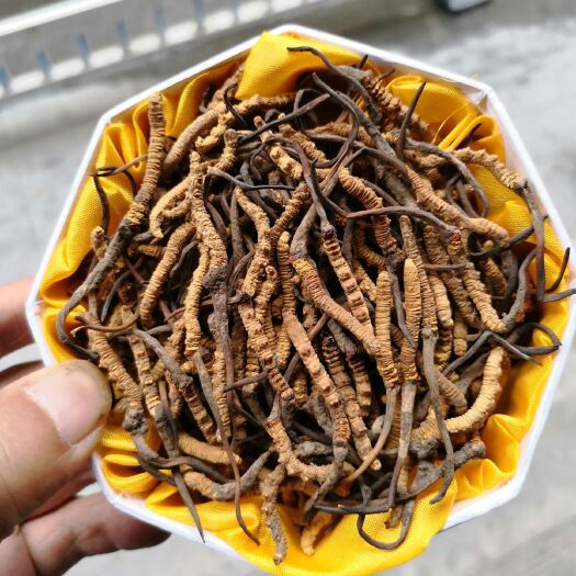 雅江县冬虫夏草  网红小草根根饱满