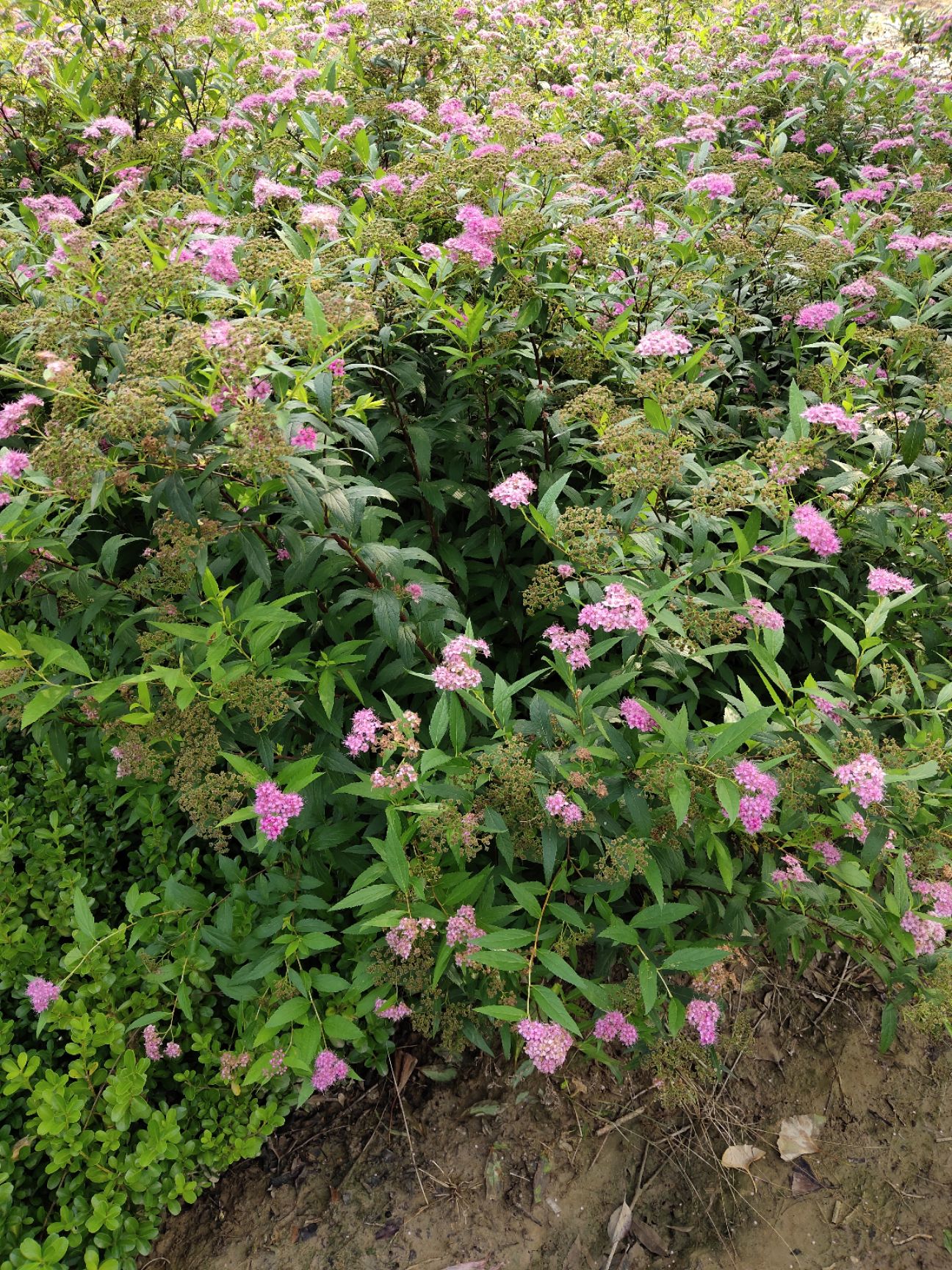 红花绣线菊金山绣线菊金焰绣线菊绿叶绣线菊工程苗