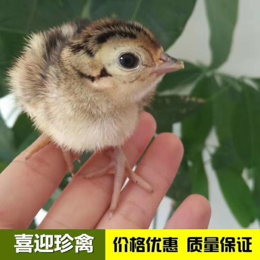 广州 七彩山鸡苗