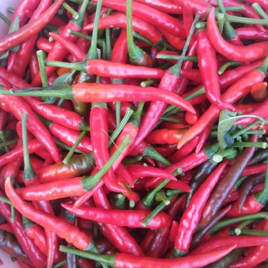 化州市 指天椒辣椒茂名农家自种品质好 特辣 新鲜现摘直发