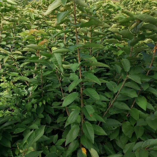 苍溪县樱桃四川红妃车厘子玛瑙红当年结果盆地栽嫁接良种黑珍珠保证品种