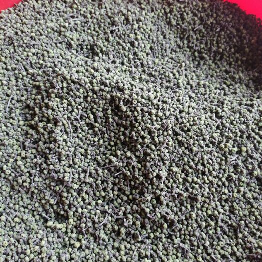 罗城县吴茱萸种子