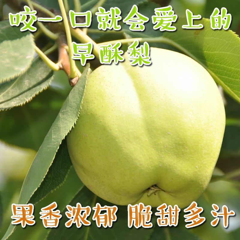 阳信早酥梨爆汁梨