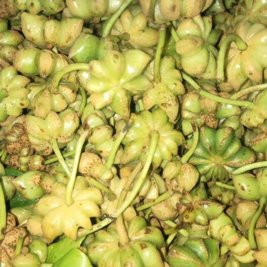 东兰县 大量供应八角，板栗，茶油