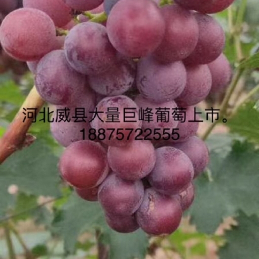 威县 万亩葡萄基地