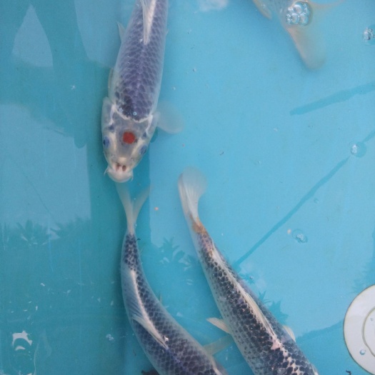 蓝衣锦鲤 0.25-1公斤 人工养殖