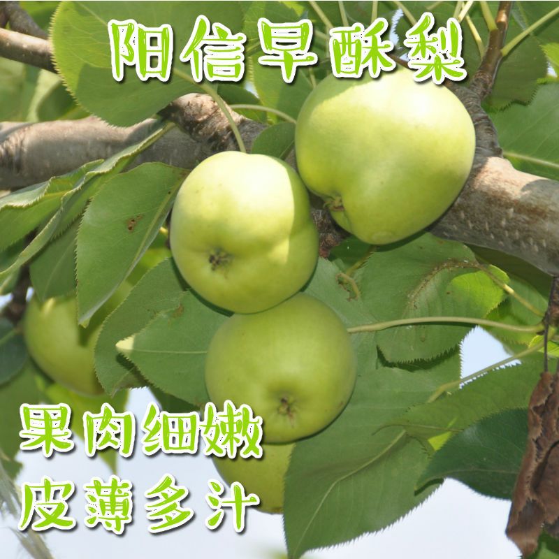 阳信早酥梨爆汁梨