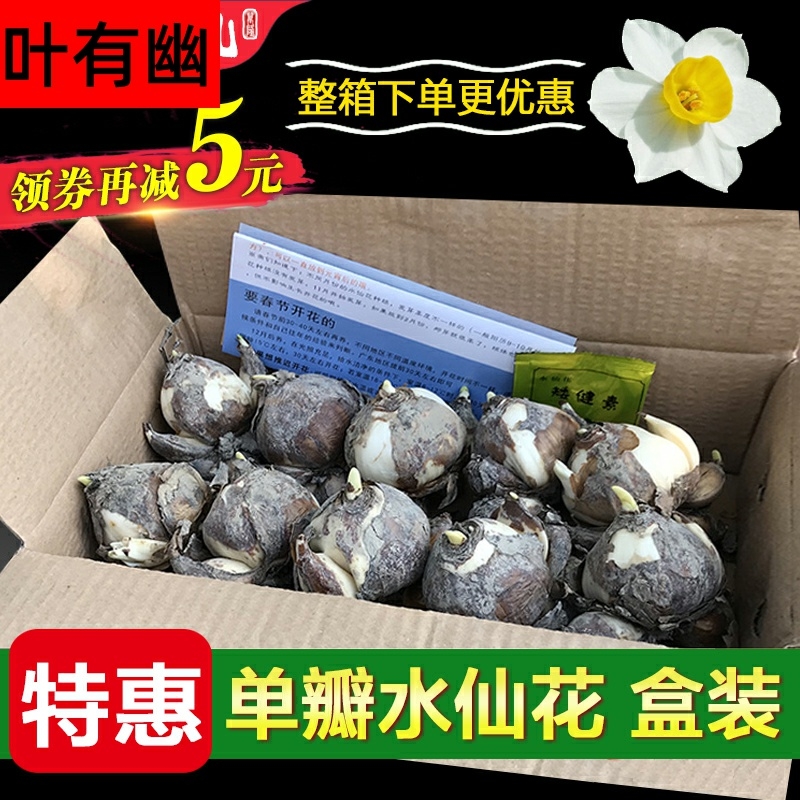 荷兰水仙  洋水仙花种球水养土培盆栽植物四季重瓣年宵花卉秋冬耐寒