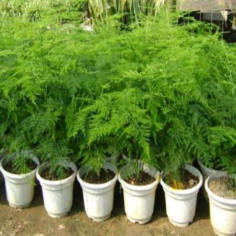 宿迁 文竹盆栽植物室内阳台四季常青花卉盆景杀菌清洁净化空气绿色绿植